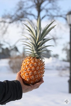 В Валаамском монастыре начался очередной сезон сбора ананасов