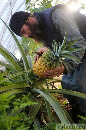 На Валааме собран новый урожай ананасов