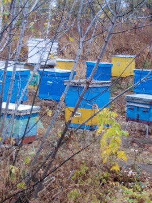 В Сухотинском Богородице-Знаменском монастыре занимаются пчеловодством