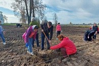 На территории Спасо-Преображенского Геннадиевого монастыря высажена липовая аллея