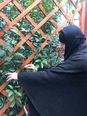 А сегодня на этой земле миндаль дал свой первый урожай